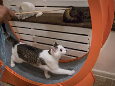 英短貓舍環境設備