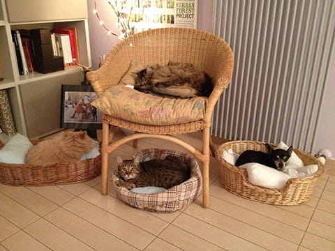 英短貓舍環境設備