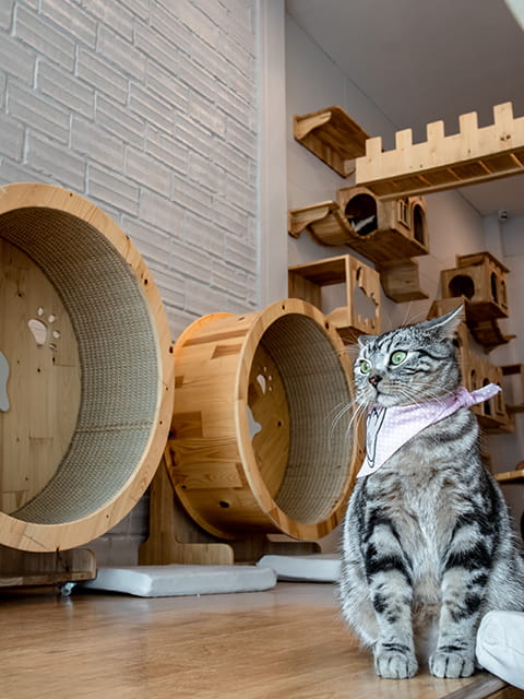 英短貓舍環境設備