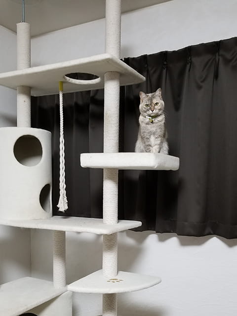 英短貓舍環境設備