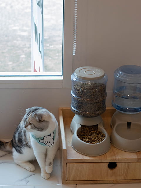 英短貓舍環境設備