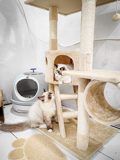 英短貓舍環境設備