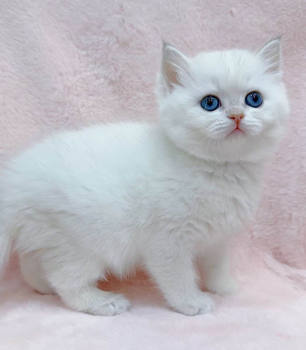 藍不住我愛英短貓舍