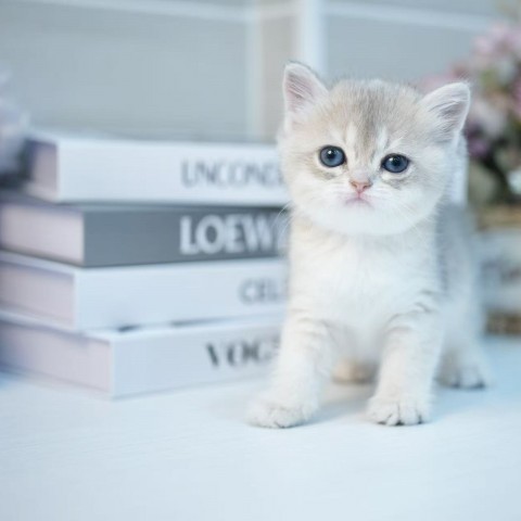 淡藍金11色漸層妹妹114/9/6 已有家長