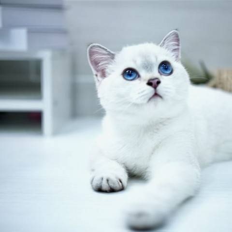 藍金點漸層妹妹114/5/21 已有家長