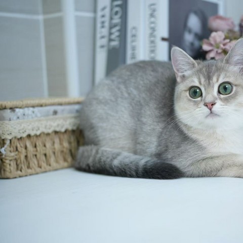 藍金漸層11色英短妹妹114/5/21 售價9.5萬元