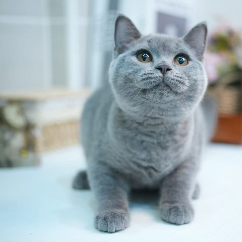 經典藍英短妹妹 114/5/24售價6.8萬元