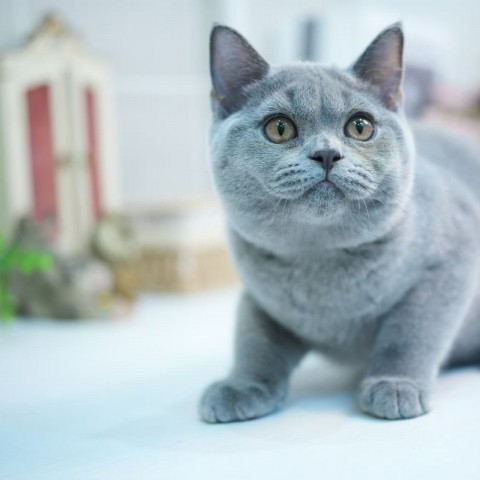 經典藍英短弟弟 114/5/24售價6.8萬元