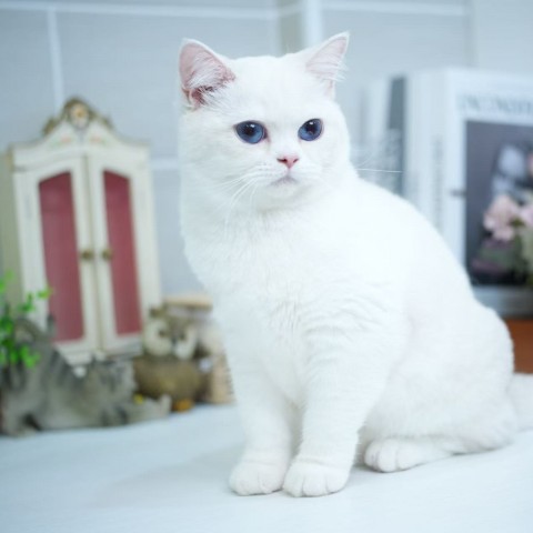 藍金點加白漸層妹妹114/2/10售價8萬元