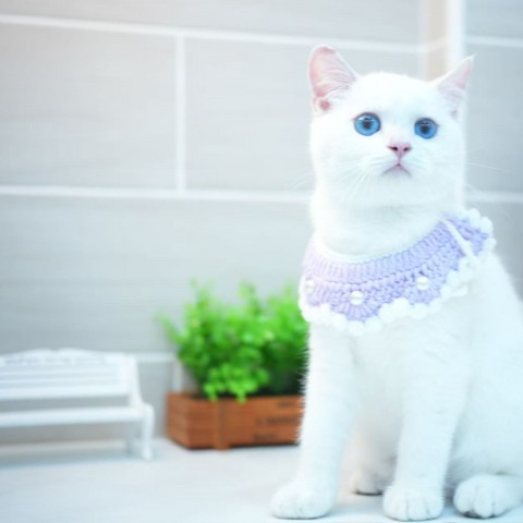 藍金點漸層弟弟114/4/30售價8萬元