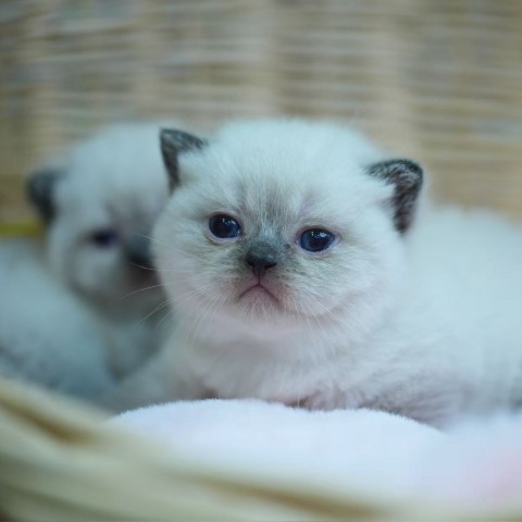 海豹端子英短妹妹 114/9/23 售價9萬元