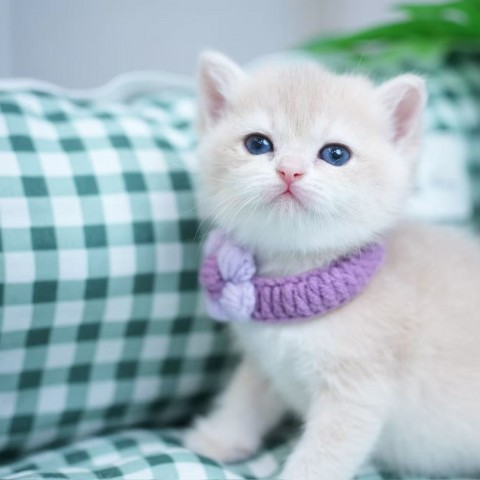 淡藍金12色漸層妹妹114/9/23售價13萬元