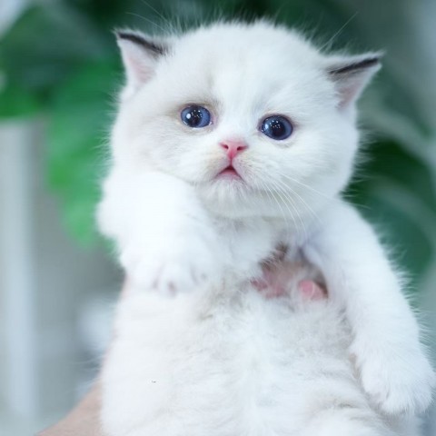 海豹雙色英短妹妹 114/9/23 售價10萬元