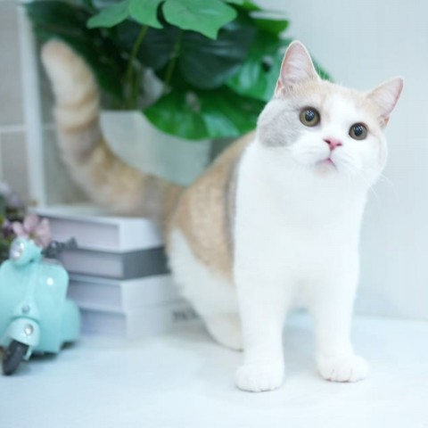 紫奶三花英短妹妹 114/4/13 售價12萬元