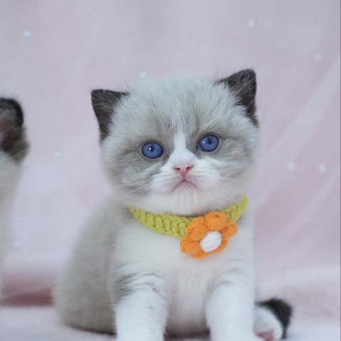 海豹雙色英短弟弟 114/6/27 售價13萬元