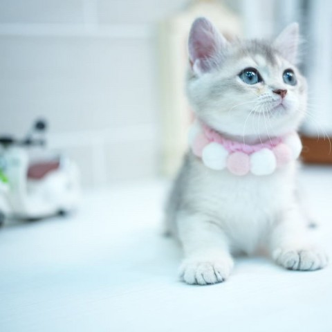 藍金11色漸層妹妹114/7/22售價10萬元