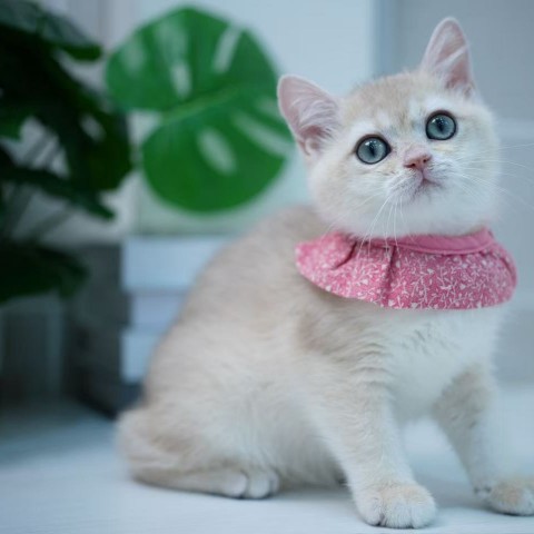 焦糖藍金英短妹妹 114/9/23 售價12萬元