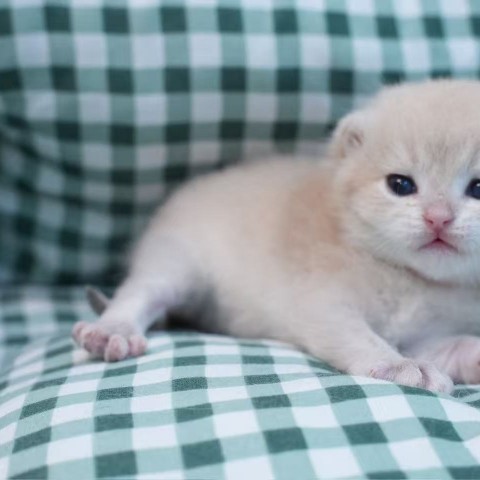 焦糖藍金英短弟弟 114/11/21 已有家長