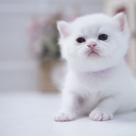 藍金點漸層弟弟115/3/12出生 售價7萬元