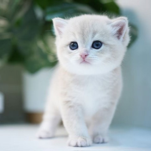 焦糖藍金英短弟弟114/11/21售價13萬元