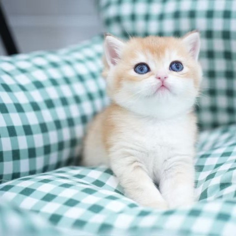 淡黑金漸層英短妹114/11/21售價9萬元