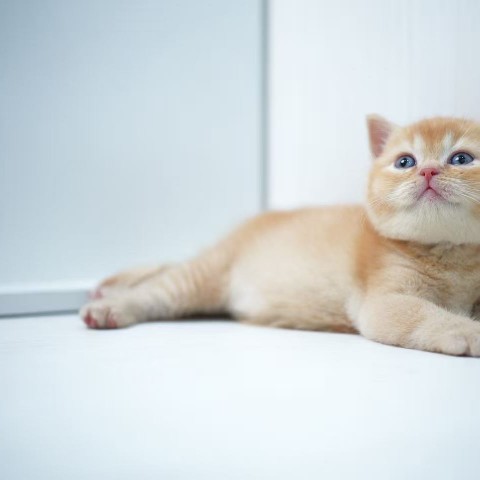 橘英短弟弟114/11/22 售價6.5萬