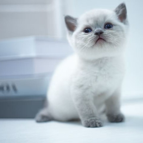 藍端英短弟弟114/11/22售價7萬元