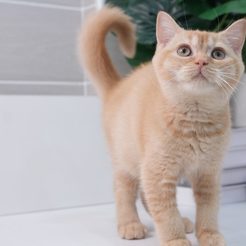 紅英短弟弟114/11/22 售價6萬元