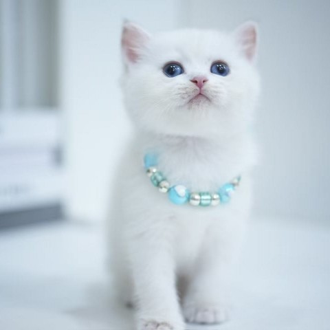 藍金點漸層英短妹114/11/21 售價7萬元