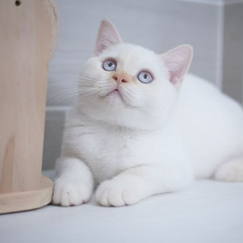 奶端英短弟弟114/11/22 售價6萬元