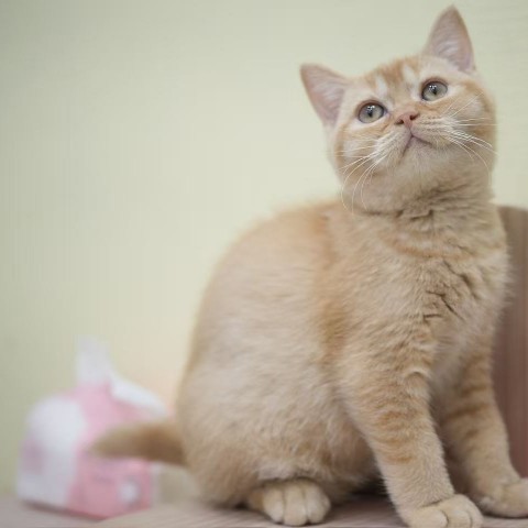 紅英短弟弟114/11/22 售價6萬元