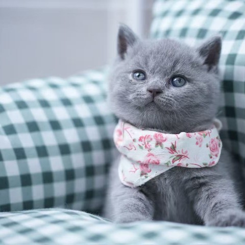 經典藍英妹妹115/2/21 售價6萬元