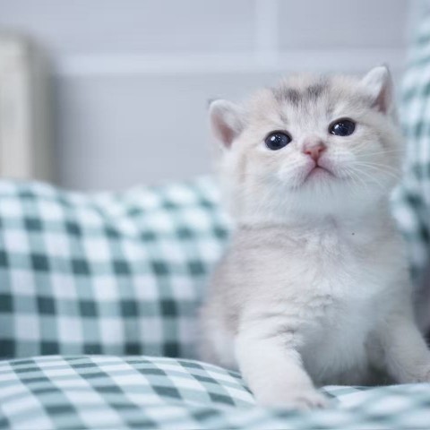 115/2/27藍金英短妹妹 售價8萬元