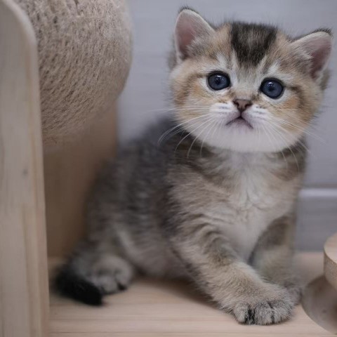 115/2/27黑金漸層弟弟 售價6萬元