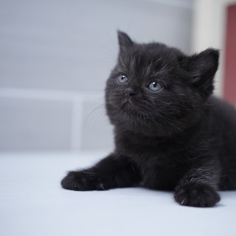 115/2/24黑英短妹妹 售價6萬元