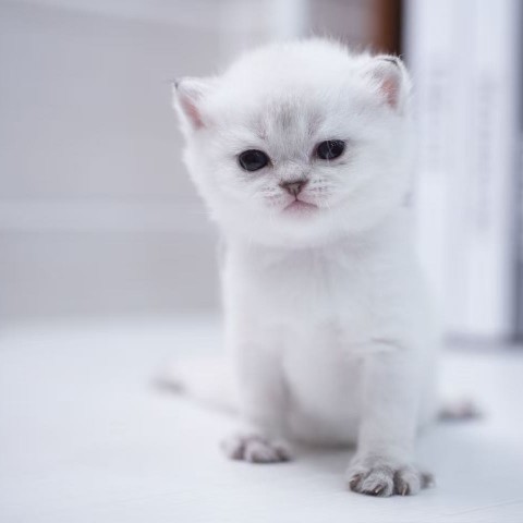 115/2/27黑金點漸層英短妹妹 售價7萬元