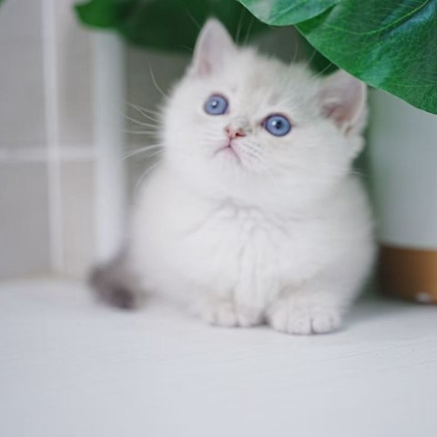 115/2/27金點漸層英短妹妹 售價7萬元